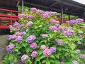 6月中旬の本土寺の紫陽花