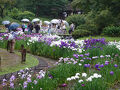 季節の花めぐり　6月　明治神宮御苑の菖蒲　Flower tour of the season/June