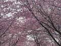 フィンランド旅行記 2025春　ヘルシンキ・タンペレ・ポルヴォー　２日目ヘルシンキ(1)