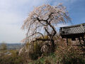 地蔵禅院しだれ桜と春の草花