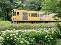 東村山菖蒲まつり（西武園駅から東村山駅を散策）