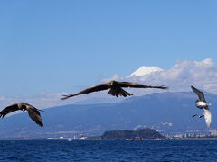 静岡（いちご狩り・駿河湾クルーズ）日帰りツアー（２）