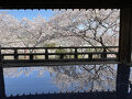 三井寺観月舞台の桜と45年ぶりの京都鉄道博物館