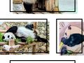 さよなら和歌山の可愛いパンダ達(´；ω；｀)南紀白浜古賀の井リゾート＆スパ＊パンダに会いに行く女子旅