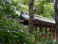 2025　坐摩神社のアジサイ散歩