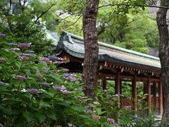 2025　坐摩神社のアジサイ散歩