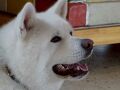 【大館】あたためていた青森の旅5 秋田犬と満開のバラ園