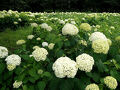 団塊夫婦の初夏の花散歩・2025－花菖蒲とアジサイを見に県立相模原公園＆相模原北公園へ
