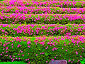 静岡34　駿府城公園b　紅葉山庭園　☆花菖蒲/サツキ咲く　里の庭・海の庭・山里の庭・山の庭　　