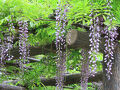 馬場花木園散歩　５月の花（７７種）２０２５年