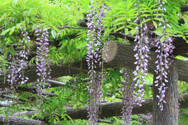 馬場花木園散歩　５月の花（７７種）２０２５年