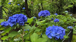 2025年6月15日～松戸本土寺の見頃の紫陽花～千葉公園の咲き始めの大賀蓮　京成ホテルミラマーレ泊