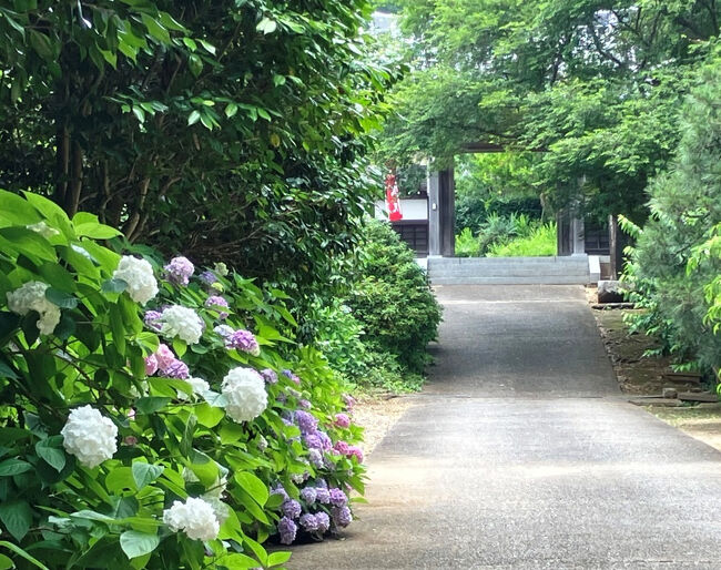 紫陽花2025--3. 千葉県佐倉市内の紫陽花