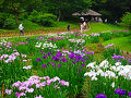 明治神宮 花菖蒲