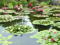 土砂降り雨でも睡蓮は咲いていた・・・草津水生植物公園