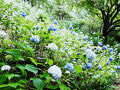 ２０２５年６月１６日　神戸市立森林植物園のアジサイを鑑賞します！