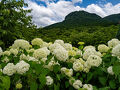 八面山あじさい園　2025