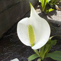 尾瀬で水芭蕉を楽しむハイキング旅行でした。