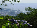 紫陽花2025--4. 湘南、二宮吾妻山と小田原城