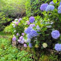 【佐賀 嬉野温泉・うれしの元湯】2024年全室リニューアル 嬉野の源泉を持つ湯宿 温泉付き客室に泊まる(紫陽花だより)