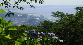 紫陽花2025--4. 湘南、二宮吾妻山と小田原城