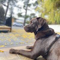 プチタスマニア便り。。。後編