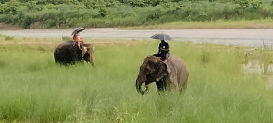 野生動物で有名なチトワンで、川岸と道端でゾウに出会いました（チトワン編）
