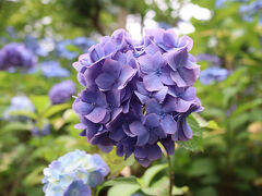 紫陽花