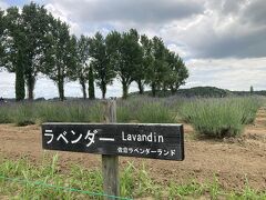 佐倉ラベンダーランド
