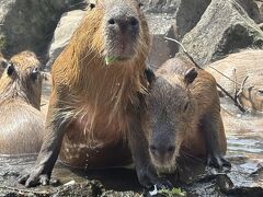 静岡の旅　2025年4月　初日　伊東
