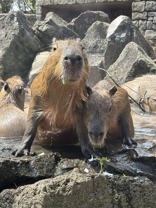 シャボテン公園のカピバラの露天風呂は今季最後と知り、伊東温泉旅を計画しました。<br />初めての伊東、温泉も食事も最高でした！