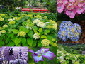 花から花への花めぐり♪　関の菖蒲、津のかざはやの里のあじさい＆徳川園の花菖蒲♪