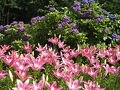 梅雨の合間に、福智山ろく花公園を散策！百合と紫陽花が見頃でした