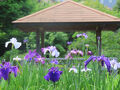 花菖蒲めぐり　県立四季の森公園、馬場花木園　２０２５年横浜