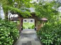 アジサイを見たくて、車なしで男鹿半島