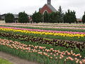 CREAと旅猫ズキャンカー旅　2025年5月の北海道旅　東藻琴芝桜公園・芝桜滝上公園・上湧別チューリップ公園　③