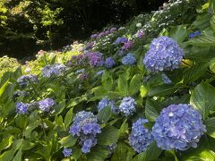 鎌倉・紫陽花めぐり