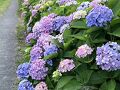 花菖蒲を見に行ってみました！