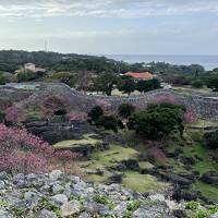 2025年1月☆桜祭りin沖縄本島3日間♪　子連れ三世代