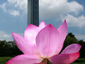 「古代蓮の里」の花ハス_2025_南側のハス池で４割くらい咲いてました（行田市）
