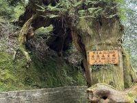 GWは台北から日帰り阿里山