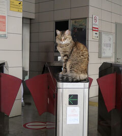 恐々のぞくイスタンブールの路地裏　旧市街 後編　そしてもちろん猫！