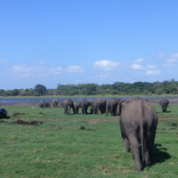 「光輝く島」スリランカでの素敵な出会　　②シギリヤ　ダンプッラ