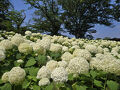 2025年6月30日～高幡不動尊と府中郷土の森博物館で紫陽花を楽しんで来ました　ホテル日航立川東京泊