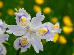 著莪の里　ゆめや