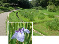 明治神宮御苑の最終盤の花菖蒲 2025.6