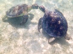 マンゴー&#129389;と海亀を追いかける5日間　Vol.2