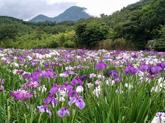 紫陽花・花菖蒲もいよいよラスト！初夏の大分花旅行②～天空の花菖蒲園・神楽女湖～