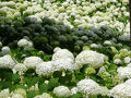 紫陽花2025--6. 東京都内、府中・小平の紫陽花
