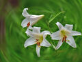 「御嵩の森」へ・・初夏の姫花とも言われる清楚なササユリ